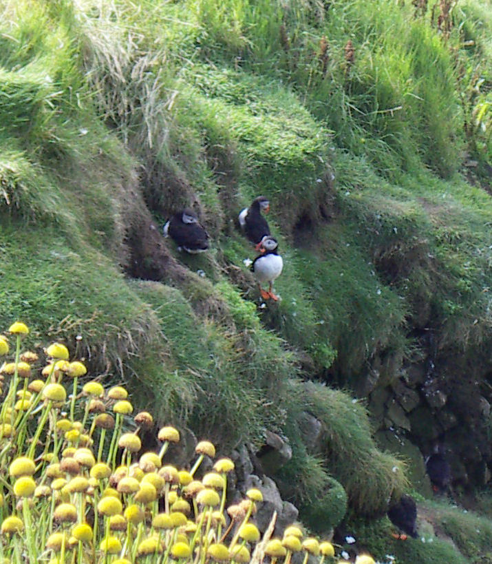 Puffins