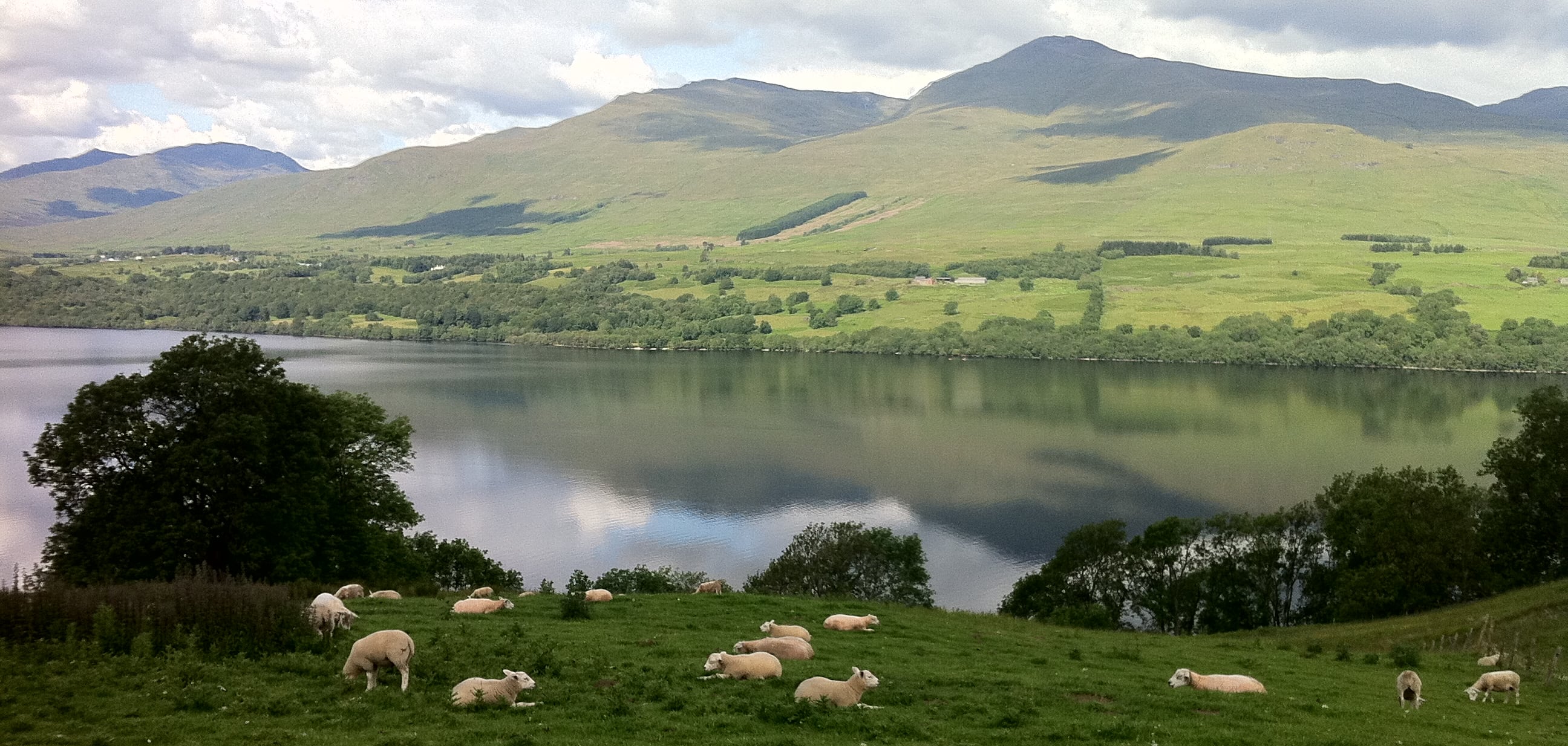 Schapen bij Loch Tay